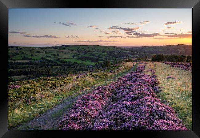  Purple Heather on a summer evening Framed Print by Andrew Kearton
