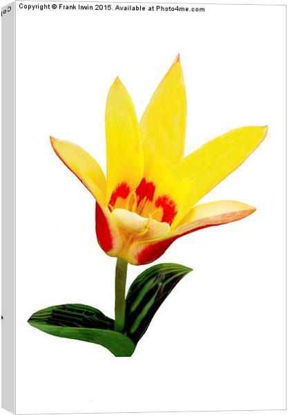  Beautiful Spring Tulip Canvas Print by Frank Irwin