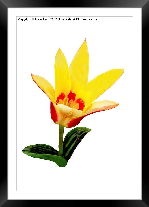  Beautiful Spring Tulip Framed Mounted Print by Frank Irwin
