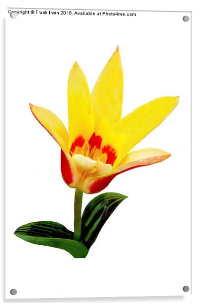  Beautiful Spring Tulip Acrylic by Frank Irwin
