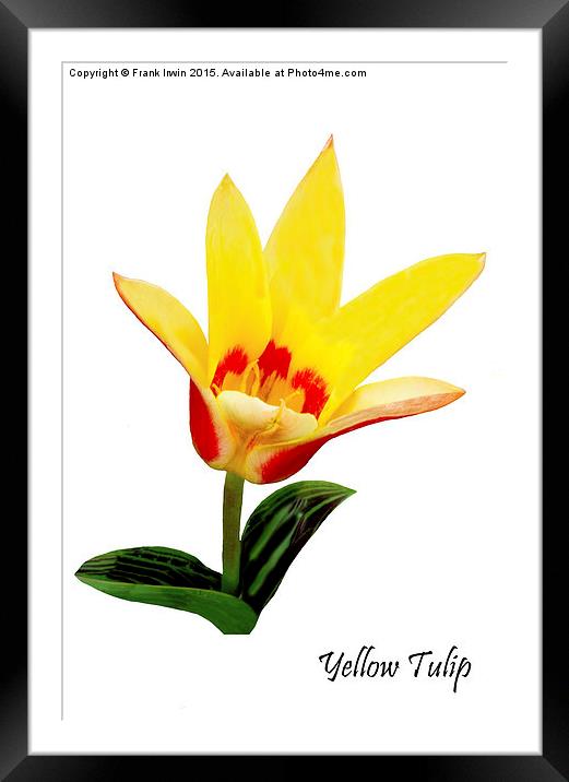 Beautiful Spring Tulip Framed Mounted Print by Frank Irwin