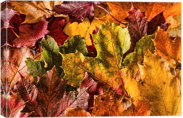 Autumn Leaves Canvas Print by Steve Purnell