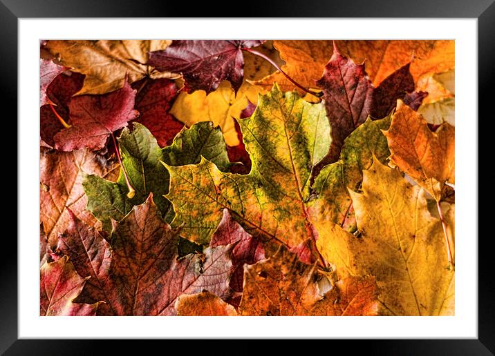 Autumn Leaves Framed Mounted Print by Steve Purnell