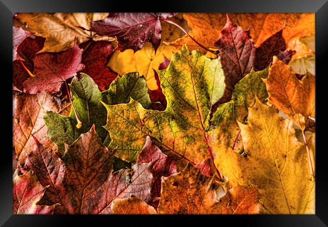 Autumn Leaves Framed Print by Steve Purnell