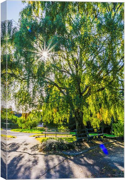 Seeing The Light Through The Trees Canvas Print by Steve Purnell