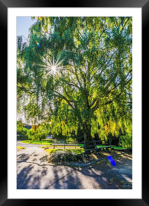 Seeing The Light Through The Trees Framed Mounted Print by Steve Purnell