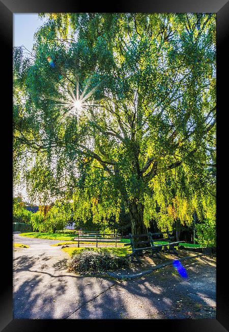 Seeing The Light Through The Trees Framed Print by Steve Purnell