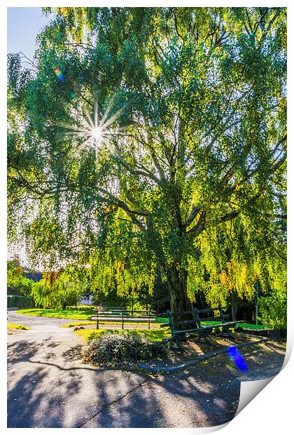 Seeing The Light Through The Trees Print by Steve Purnell