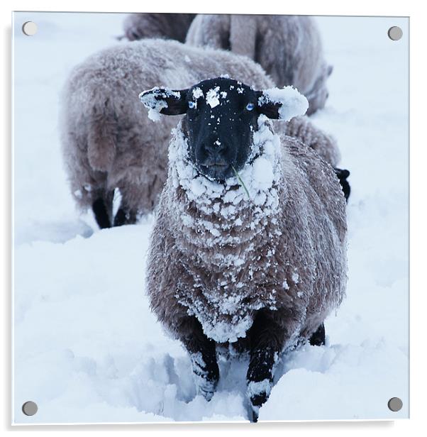 Sheep in the snow Acrylic by David (Dai) Meacham