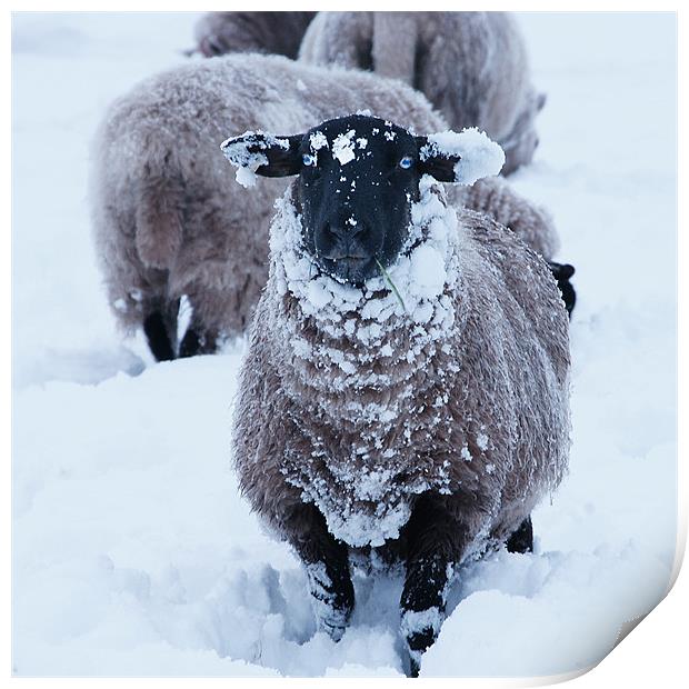 Sheep in the snow Print by David (Dai) Meacham