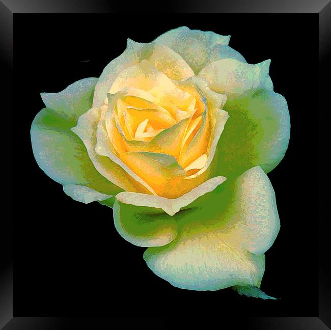  Multicolored Yellow Rose Framed Print by james balzano, jr.