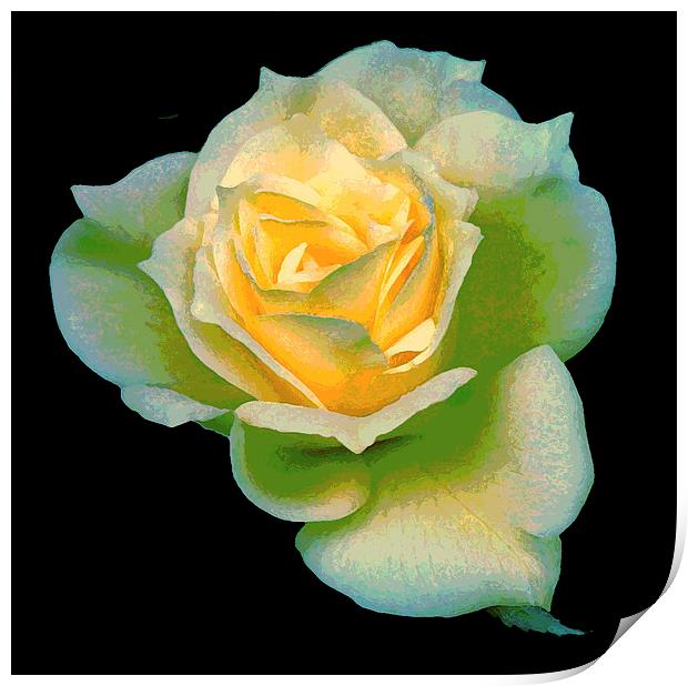  Multicolored Yellow Rose Print by james balzano, jr.