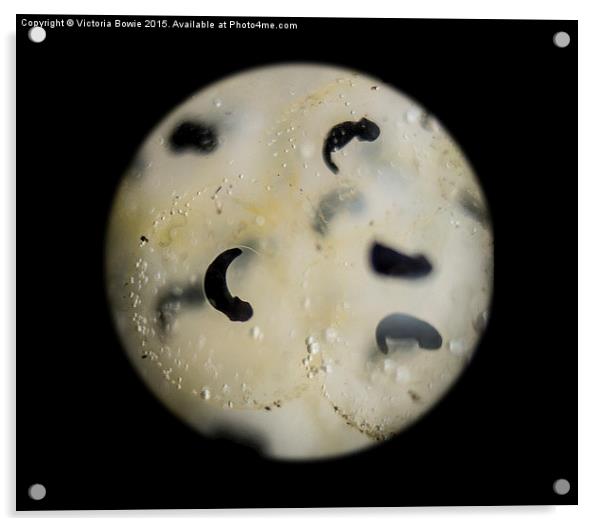  tadpole larva development Acrylic by Victoria Bowie