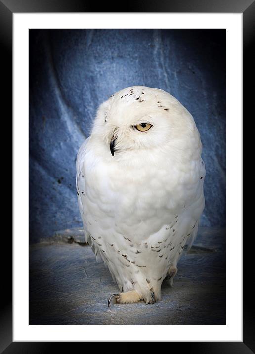 snowy owl . Framed Mounted Print by chris smith