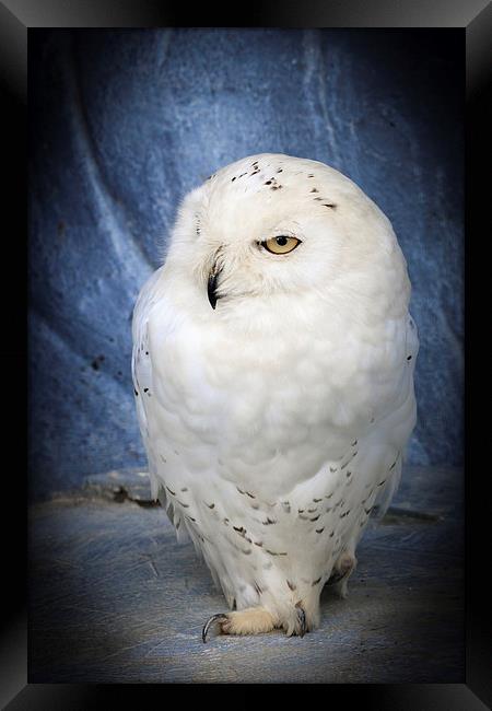 snowy owl . Framed Print by chris smith