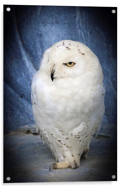 snowy owl . Acrylic by chris smith
