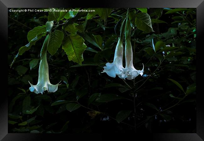 Glowing bell flowers in a garden in New Zealand Framed Print by Phil Crean