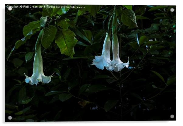 Glowing bell flowers in a garden in New Zealand Acrylic by Phil Crean