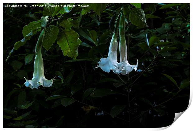 Glowing bell flowers in a garden in New Zealand Print by Phil Crean