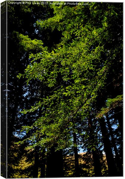  Giant redwood trees foliage, New Zealand Canvas Print by Phil Crean