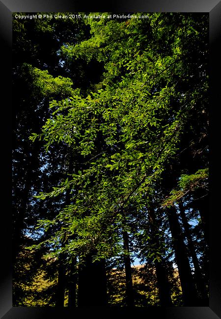  Giant redwood trees foliage, New Zealand Framed Print by Phil Crean