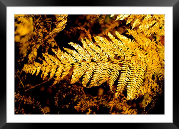  Golden Autumn Fern Framed Mounted Print by Debbie Cox