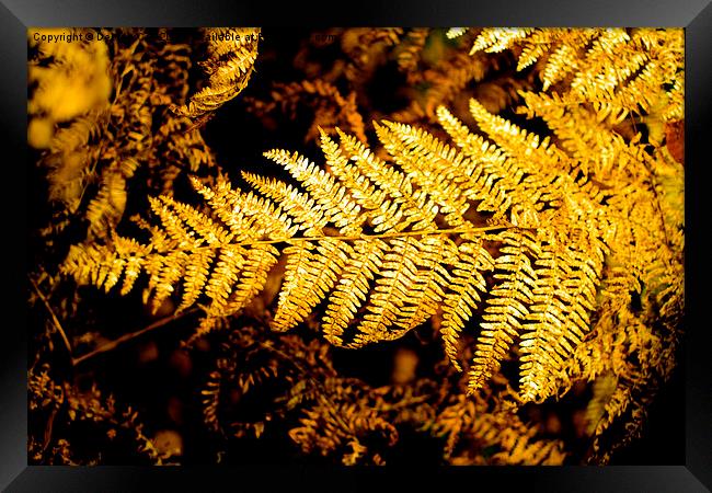  Golden Autumn Fern Framed Print by Debbie Cox