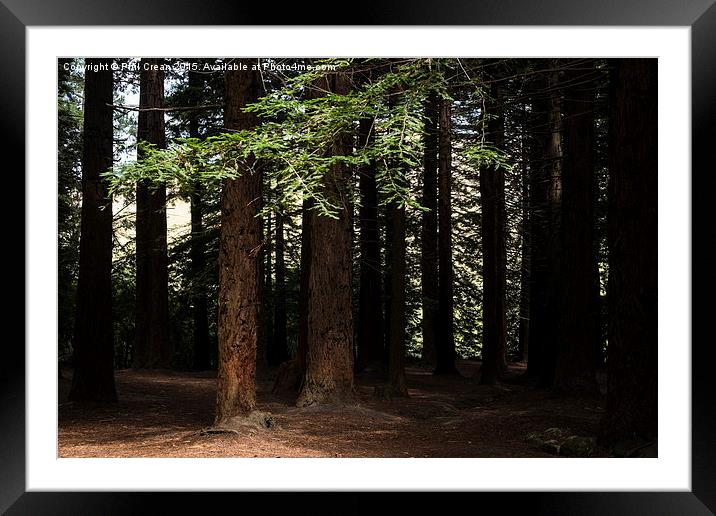  Redwood grove, Te Mata, New Zealand Framed Mounted Print by Phil Crean