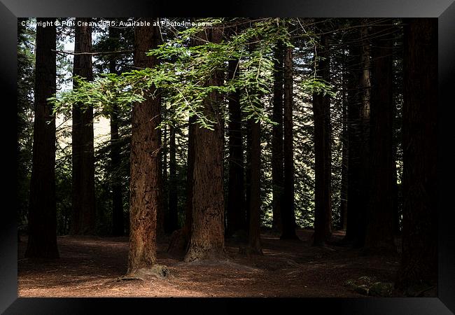  Redwood grove, Te Mata, New Zealand Framed Print by Phil Crean
