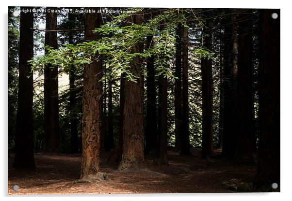  Redwood grove, Te Mata, New Zealand Acrylic by Phil Crean