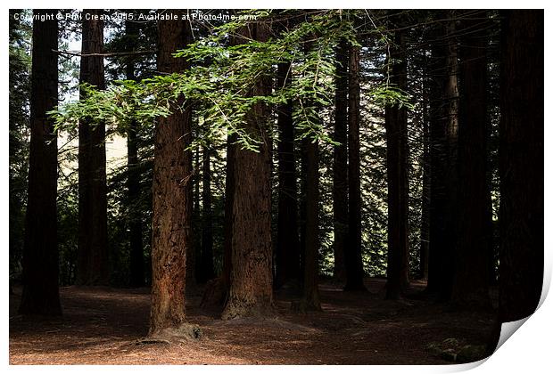  Redwood grove, Te Mata, New Zealand Print by Phil Crean