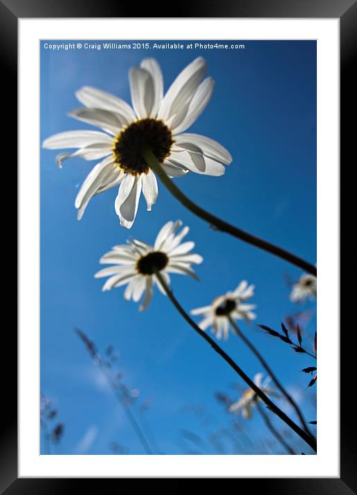  Basking in a Blue Sky Framed Mounted Print by Craig Williams