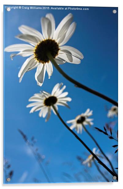  Basking in a Blue Sky Acrylic by Craig Williams