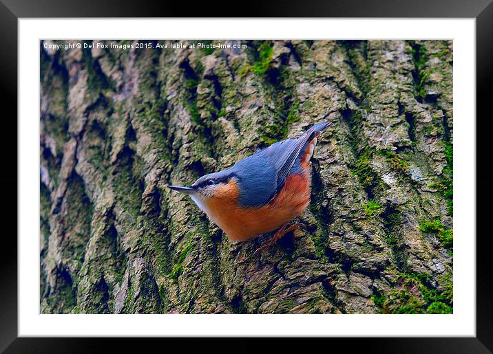  nuthatch Framed Mounted Print by Derrick Fox Lomax