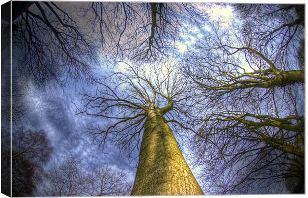 Blue sky and trees Canvas Print by Jonathan Pankhurst