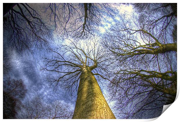 Blue sky and trees Print by Jonathan Pankhurst