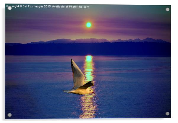  seagull in flight Acrylic by Derrick Fox Lomax