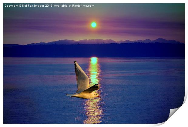  seagull in flight Print by Derrick Fox Lomax