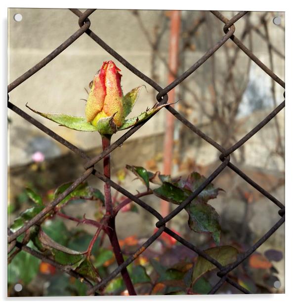  rosebud escaping Acrylic by Marinela Feier