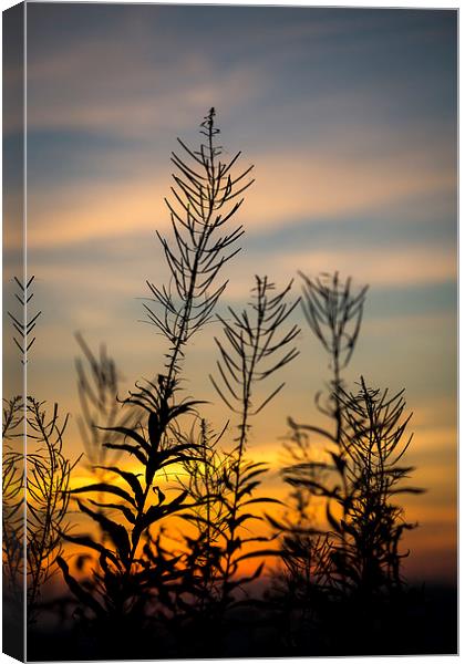  Willowherb silhouette at sunset Canvas Print by Andrew Kearton