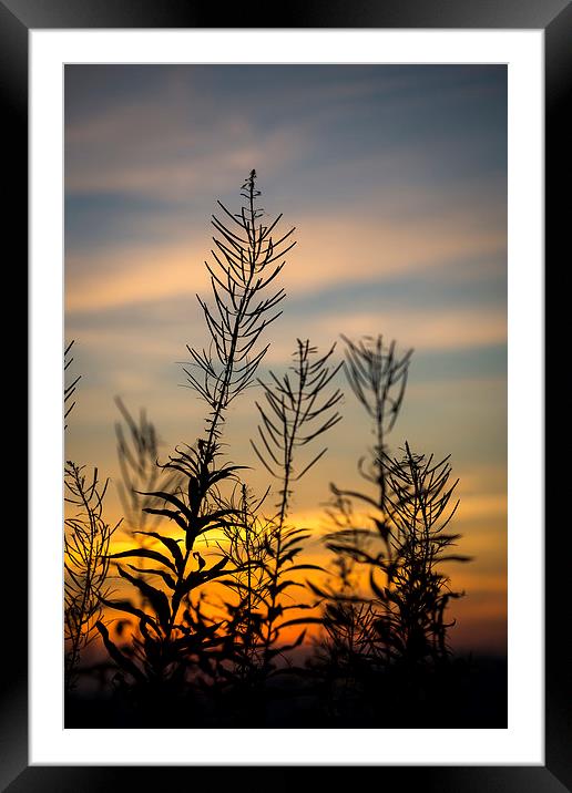  Willowherb silhouette at sunset Framed Mounted Print by Andrew Kearton