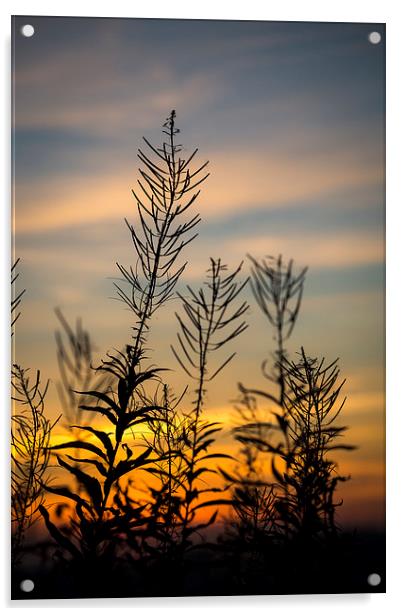  Willowherb silhouette at sunset Acrylic by Andrew Kearton