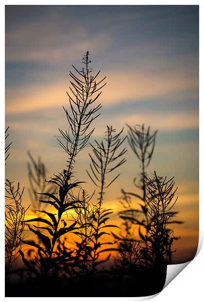  Willowherb silhouette at sunset Print by Andrew Kearton