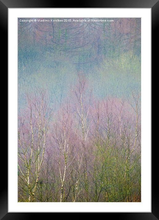  Magic Birch Forest  Framed Mounted Print by Vladimir Korolkov