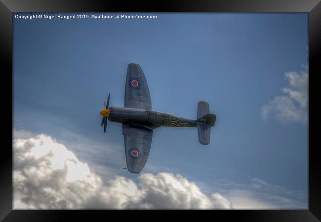  Hawker Sea Fury  Framed Print by Nigel Bangert