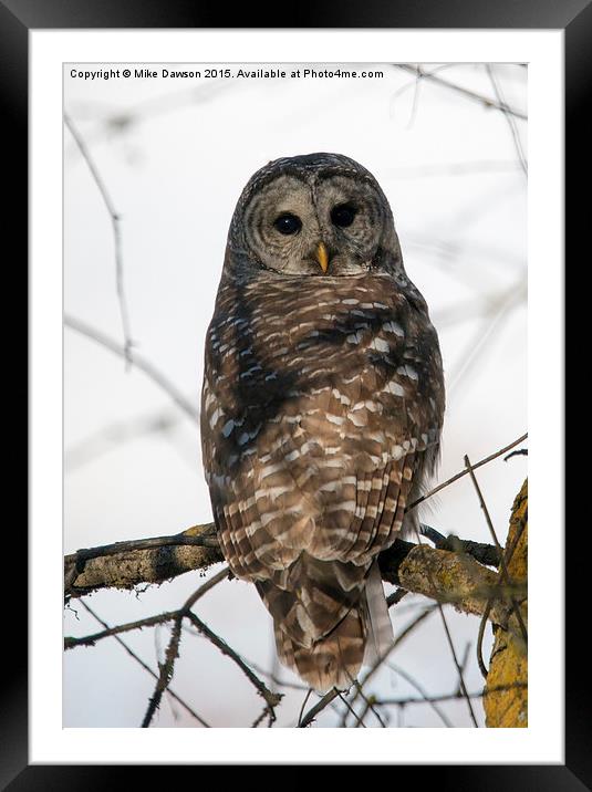 Barred Owl Stare Framed Mounted Print by Mike Dawson
