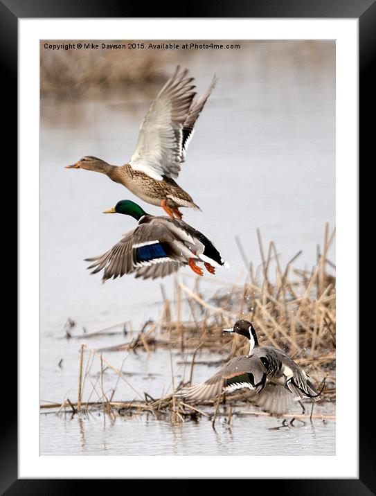 Crowded Flight Pattern Framed Mounted Print by Mike Dawson