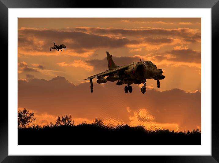  Hunting Harriers Framed Mounted Print by Stephen Ward