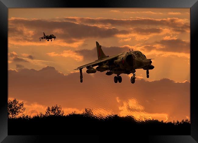  Hunting Harriers Framed Print by Stephen Ward
