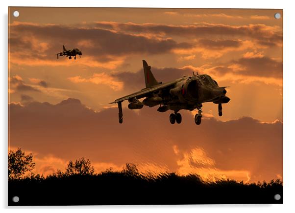  Hunting Harriers Acrylic by Stephen Ward